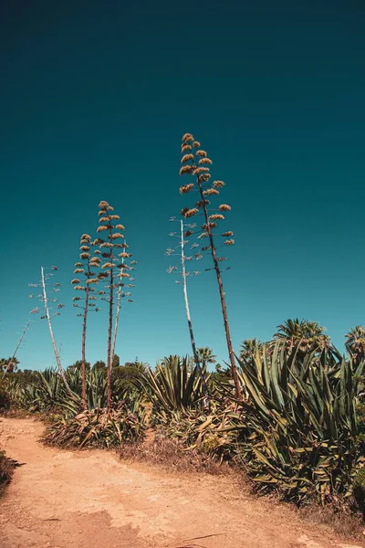 Las Plantas Tropicales Los Árboles Contra Cielo Azul —  Fotos de Stock