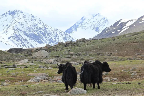 一群牦牛在牧场上吃草 后面是高耸的岩石山 — 图库照片