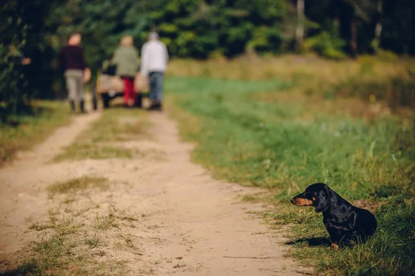 Jamnik Pies Siedzi Boku Brudnej Ścieżki Trawiastym Polu — Zdjęcie stockowe