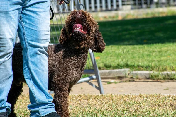 Een Uitzicht Van Een Bruine Poedel Hond Met Een Persoon — Stockfoto