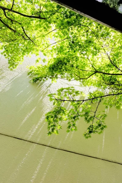 Eine Vertikale Aufnahme Der Äste Eines Grünen Baumes Der Einer — Stockfoto