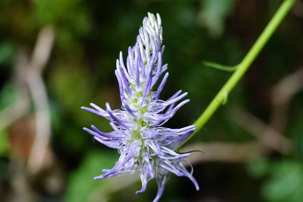 Spiked Rampion Pojedynczy Kwiat Obraz Selektywne Skupienie Kolorowe Zbliżenie Fotografia — Zdjęcie stockowe