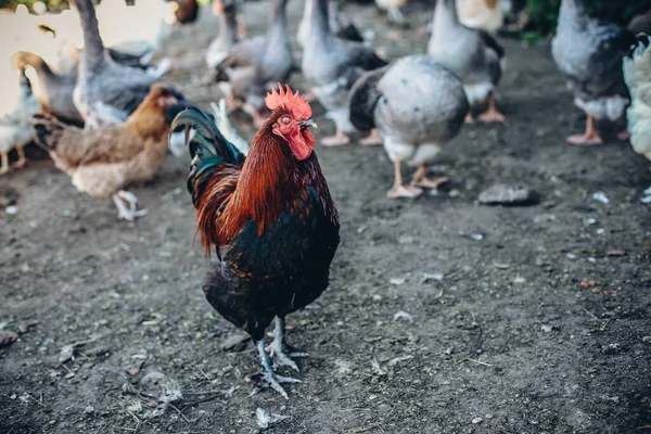 Primer Plano Gallo Grupo Gansos Detrás — Foto de Stock