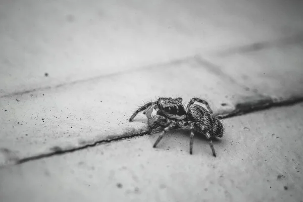 白色路面上恐怖的食盐蜘蛛 跳蜘蛛 的高角镜头 — 图库照片