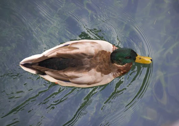 Eine Nahaufnahme Einer Ente Die Teich Schwimmt Perfekt Für Eine — Stockfoto