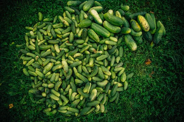 High Angle Shot Freshly Harvested Cucumbers Green Grass — Stock Photo, Image