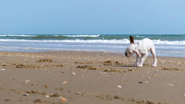 Ένα Χαριτωμένο Λευκό Μωρό Γουατεμάλας Bull Terrier — Φωτογραφία Αρχείου