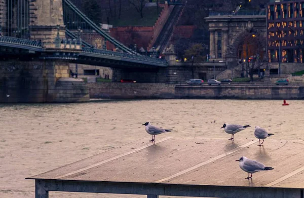 在城市地标前 几只灰色的小鸟站在地板上的水平照片 — 图库照片
