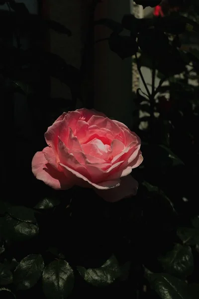 Vertikal Selektiv Fokusbild Vacker Rosa Ros Fångad Trädgård — Stockfoto