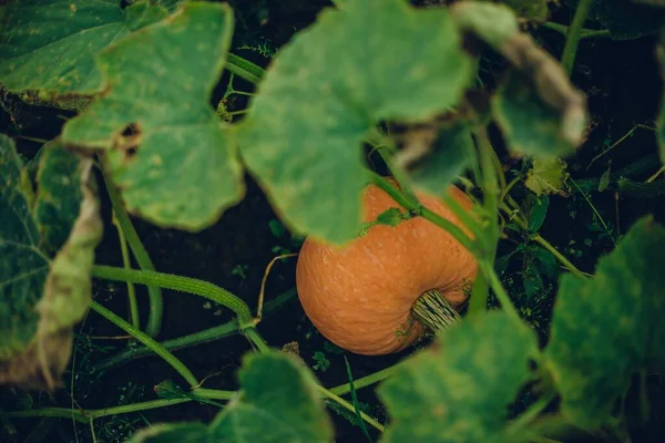 Primer Plano Una Calabaza Fresca Creciendo Suelo — Foto de Stock