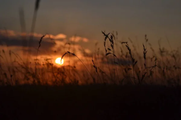 Tiro Silhueta Cana Acenando Com Pôr Sol Fundo — Fotografia de Stock