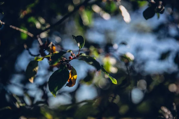 Doux Foyer Feuilles Sur Les Branches Arbres Avec Fond Bokeh — Photo