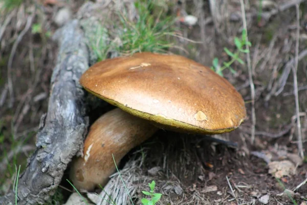 Shot Suillellus Mushroom Grows Root Tree — Stock Photo, Image