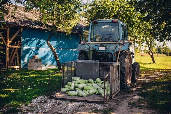 Nieuw Geoogste Verse Groene Kalebas Een Ijzeren Krat Een Trekker — Stockfoto