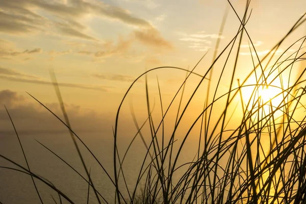 Гарний Знімок Морського Пляжу Травою Фоні Заходу Сонця — стокове фото