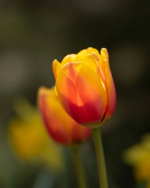 Las Coloridas Flores Tulipán Campo — Foto de Stock