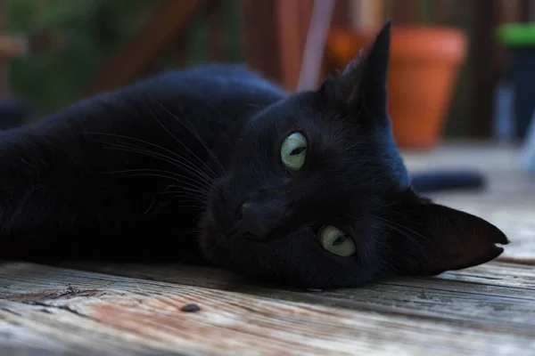 Красивая Черная Кошка Зелеными Глазами Смотрящая Камеру — стоковое фото