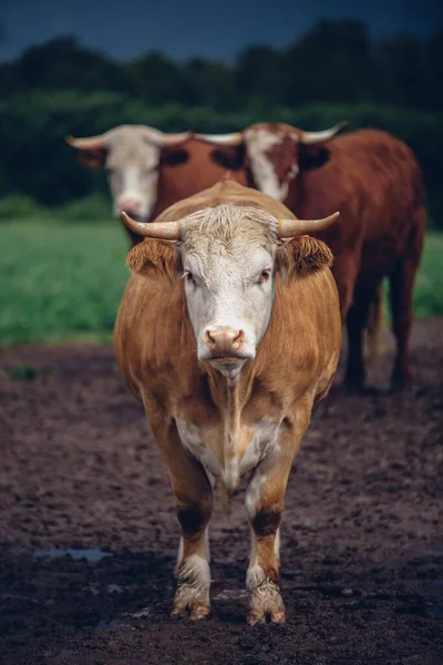 Vertical Closeup Shot Beige Bull Staring Camera Two Brown Ones — Stock Photo, Image