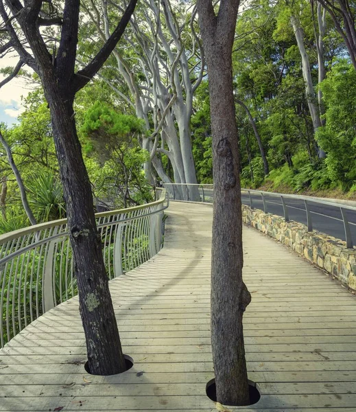 Trägång Omgiven Terer Solljuset Noosa Nationalpark Queensland Australien — Stockfoto