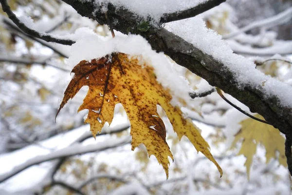 Nahaufnahme Eines Gelben Ahornbaumblattes Nach Schnee Missouri — Stockfoto