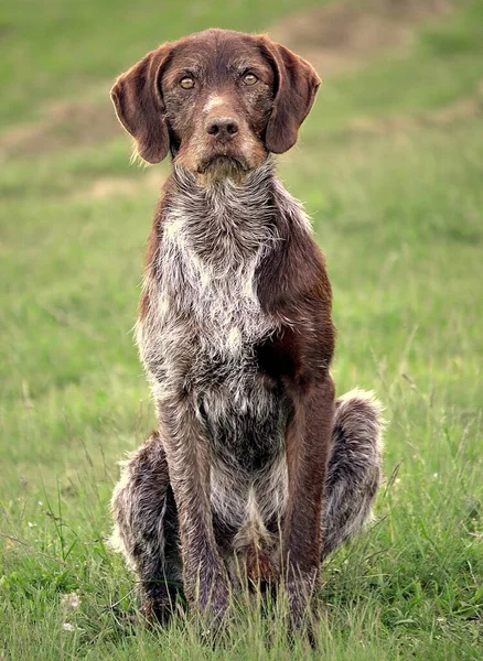 Pionowe Ujęcie Niemieckiego Krótkometrażowego Psa Siedzącego Trawie — Zdjęcie stockowe