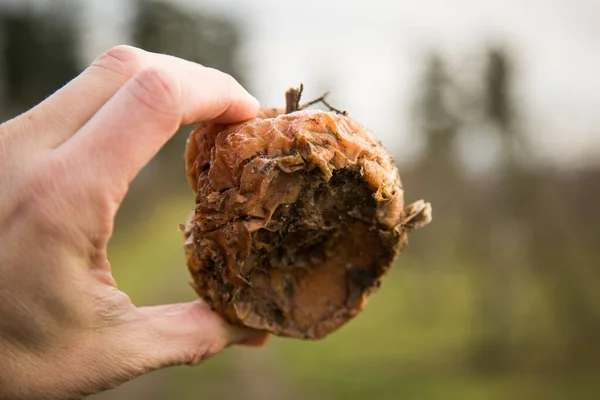 Primer Plano Una Persona Sosteniendo Una Manzana Podrida Campo Con —  Fotos de Stock