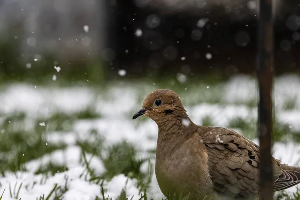Eine Selektive Fokusaufnahme Einer Taube Auf Dem Grasbedeckten Feld Einem — Stockfoto