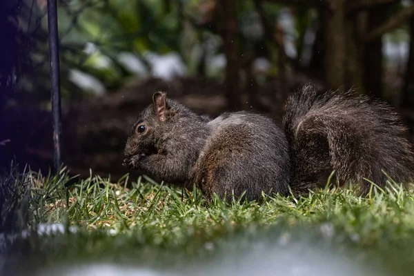 Tiro Seletivo Foco Esquilo Que Está Campo Grama Coberto — Fotografia de Stock