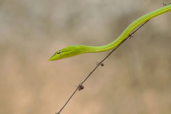 Tiro Horizontal Uma Pequena Cobra Verde Brunch Fino Árvore — Fotografia de Stock