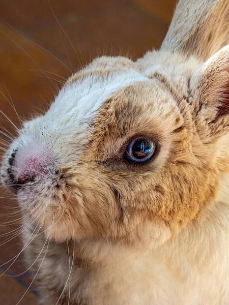 High Angle Vertical Shot Cute Bunny Orange White Fur — Stock Photo, Image