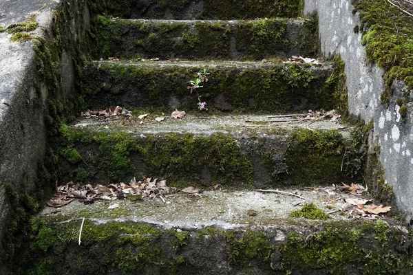 Uma Escada Velha Parcialmente Coberta Com Musgo Verde — Fotografia de Stock