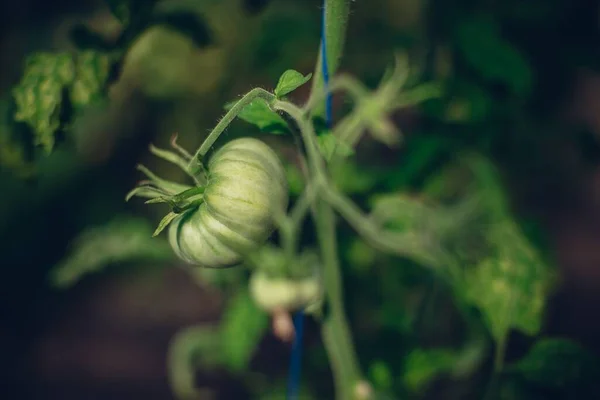 Selektiv Fokusbild Omogna Tomater Gren — Stockfoto