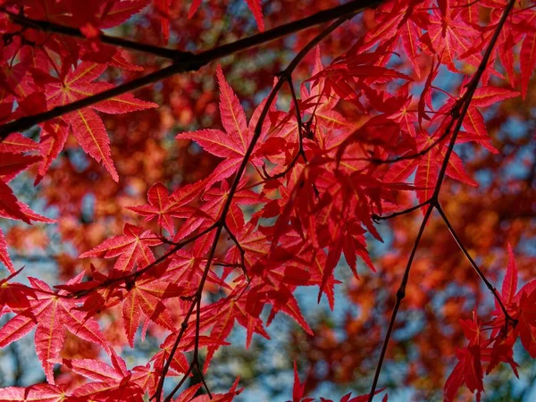 Gros Plan Acer Palmatum Communément Appelé Érable Rouge Empereur — Photo