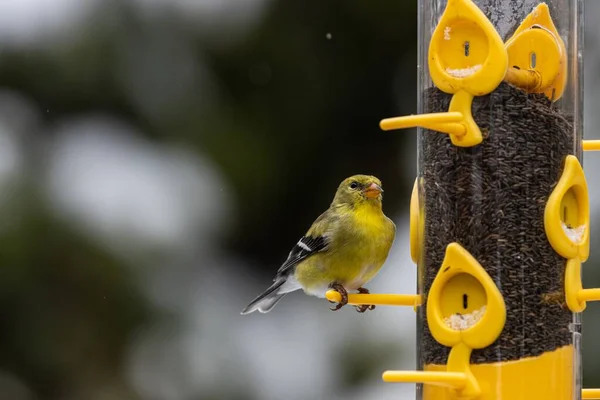在下大雪的日子里 一只金丝雀坐在鸟巢上的选择性镜头 — 图库照片