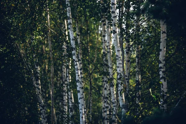 Μια Όμορφη Θέα Ενός Δάσους Σημύδας Καλοκαίρι — Φωτογραφία Αρχείου