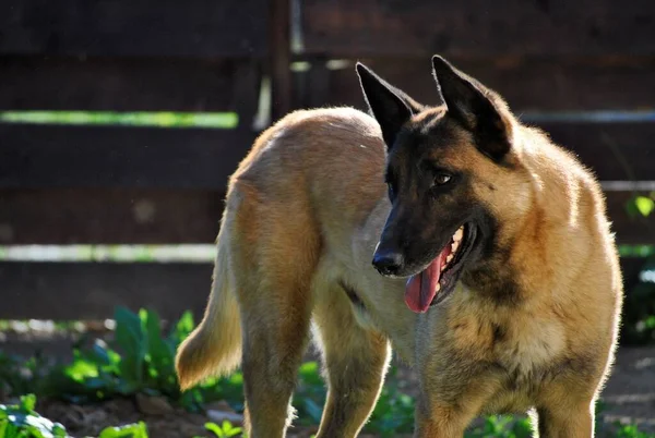 屋外で横に見える古いドイツの羊飼いの犬のクローズアップショット — ストック写真