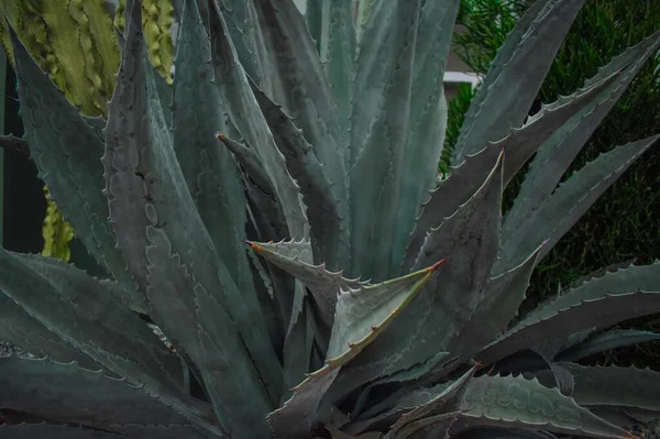 Een Close Shot Van Een Exotische Groene Plant Gevangen Een — Stockfoto