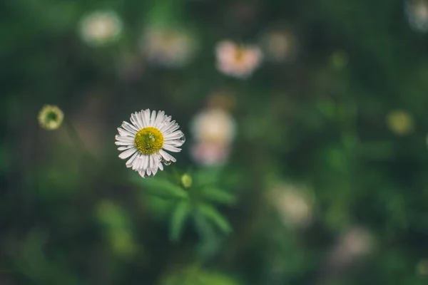 Selektiv Fokusbild Blommande Vit Tusensköna Med Grönska Bakgrunden — Stockfoto