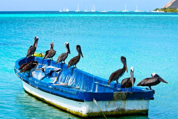 Beautiful Shot Pelicans Resting Small Boat Light Blue Sea — Stock Photo, Image