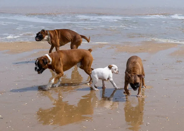 Πυγμάχοι Και Λευκό Γουατεμάλας Bull Terrier Παίζει Στην Παραλία — Φωτογραφία Αρχείου