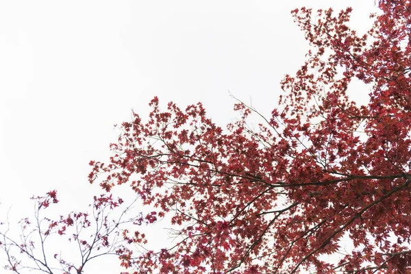 Árvore Com Folhas Vermelhas Dia Nublado — Fotografia de Stock