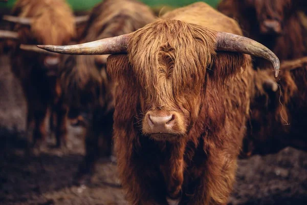 Nahaufnahme Eines Braunen Bullen Der Mit Der Herde Spaziert — Stockfoto