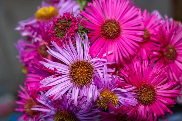 Tiro Foco Seletivo Das Magníficas Flores Rosa Roxo Aster Buquê — Fotografia de Stock