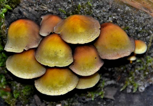 Gros Plan Champignon Huître — Photo