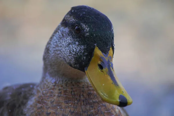 Gros Plan Mise Point Sélective Canard Regardant Dans Une Direction — Photo