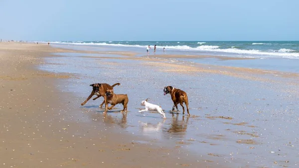 Πυγμάχοι Και Λευκό Γουατεμάλας Bull Terrier Παίζει Στην Παραλία — Φωτογραφία Αρχείου