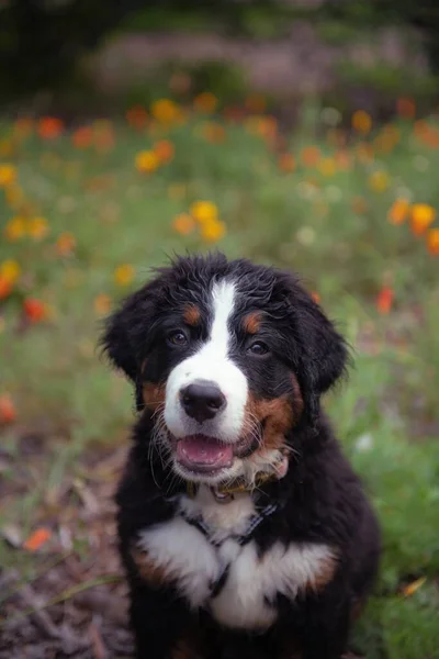 Bernese Dağ Köpeği Bir Gelincik Tarlasında Oturuyor — Stok fotoğraf