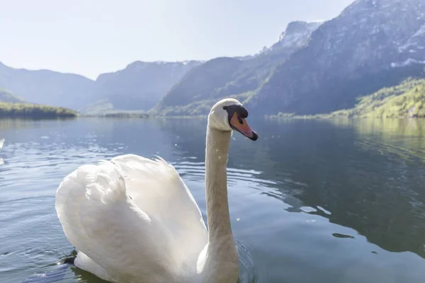 Plavání Jezeře Mezi Horami — Stock fotografie