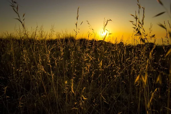 Prise Vue Rapprochée Hautes Herbes Jaunes Coucher Soleil — Photo