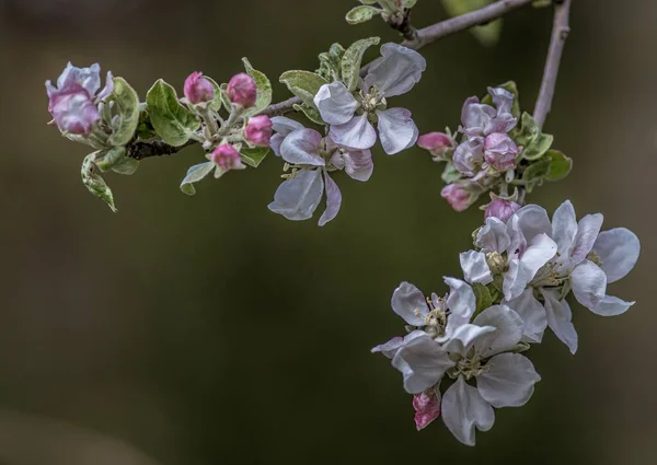 Una Messa Fuoco Selettiva Bellissimi Fiori Bianchi Sul Ramo Albero — Foto Stock